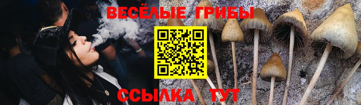 Псилоцибиновые грибы Cubensis Магнитогорск